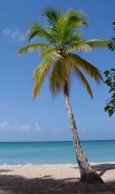 Пальма- наш дом, еда и топливо: как устроены культуры Карибского региона